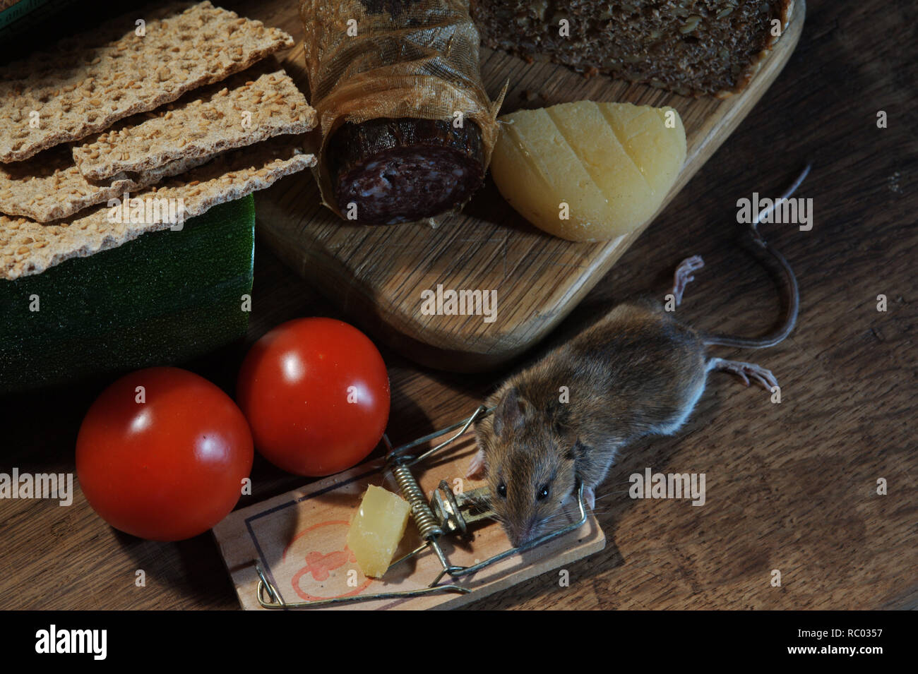 Maus in der Mausefalle gefangen | mouse caught in a mouse trap Stock Photo