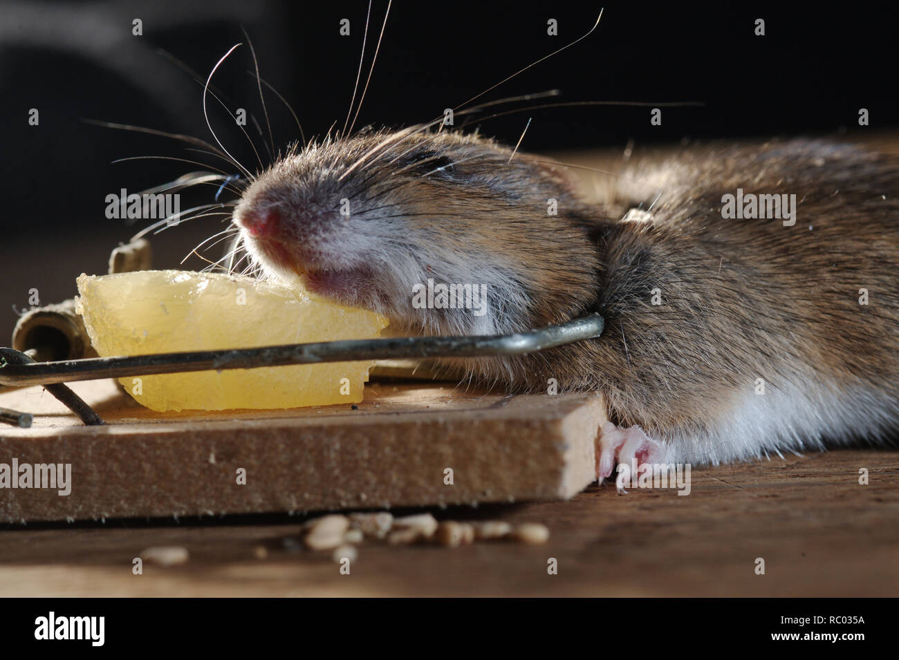 Maus in der Mausefalle gefangen | mouse caught in a mouse trap Stock Photo  - Alamy