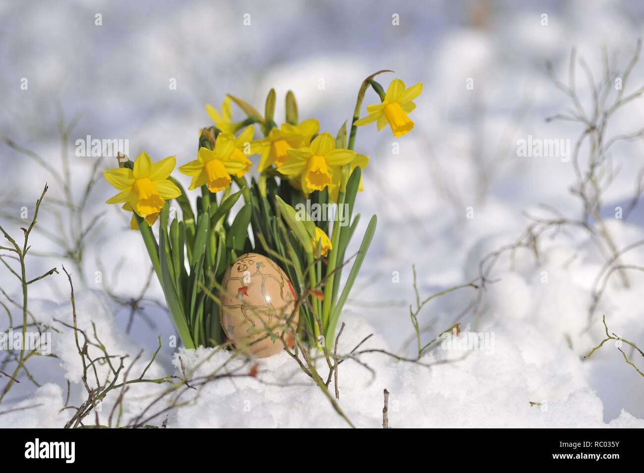 Osterglocken im Schnee mit einem Osterei | Daffodils in snow with an easter egg, Lent lily Stock Photo
