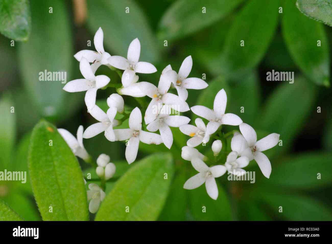 Waldmeister mit Blüten, Galium odoratum, Maikraut | Galium odoratum, Woodruff, Master of the Wood Stock Photo