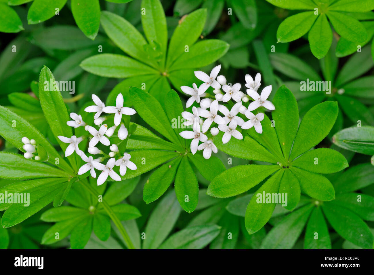 Waldmeister mit Blüten, Galium odoratum, Maikraut | Galium odoratum, Woodruff, Master of the Wood Stock Photo