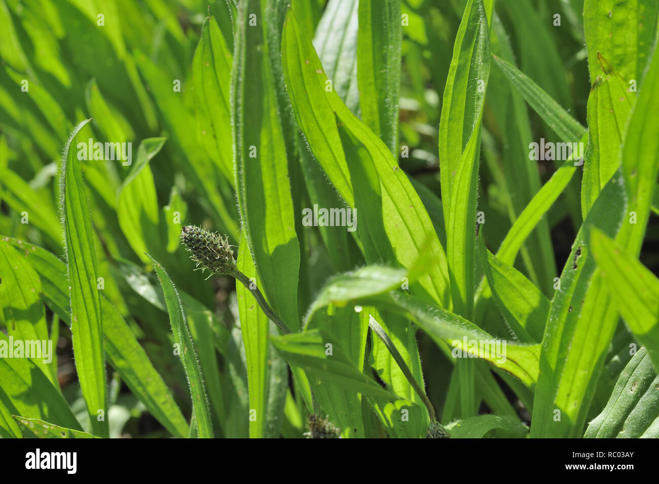 Spitzwegerich, Plantago lanceolata, Heufressa, Ripplichrut, Rossrippe, Spitzfederich, Spitz-Wegeblatt, Wegetritt, Spießkrau, Lungemnblattl | Plantago  Stock Photo