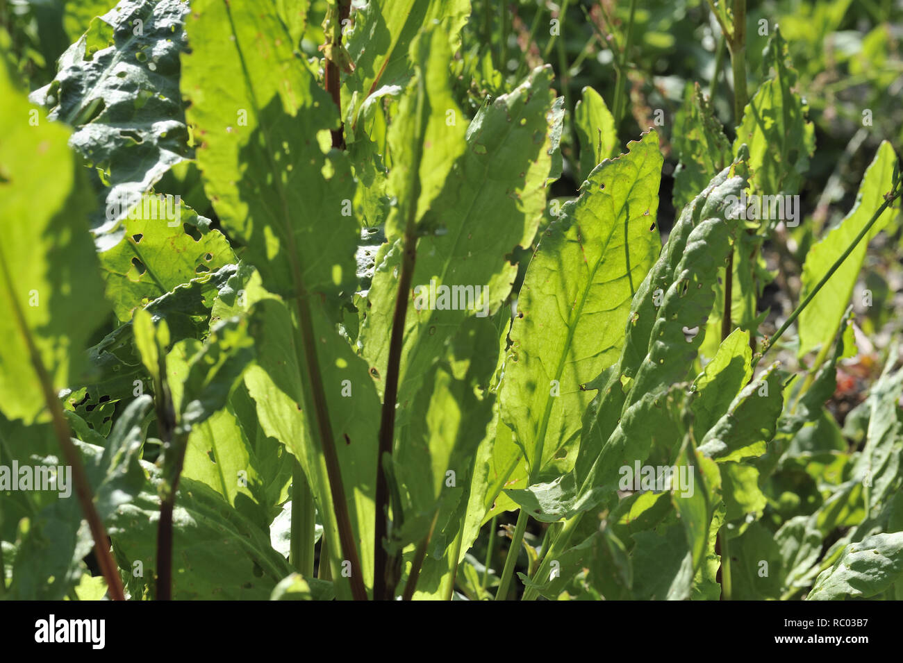 Wiesen-Sauerampfer, Rumex acetosa | Rumex acetosa, Common or Garden sorrel Stock Photo