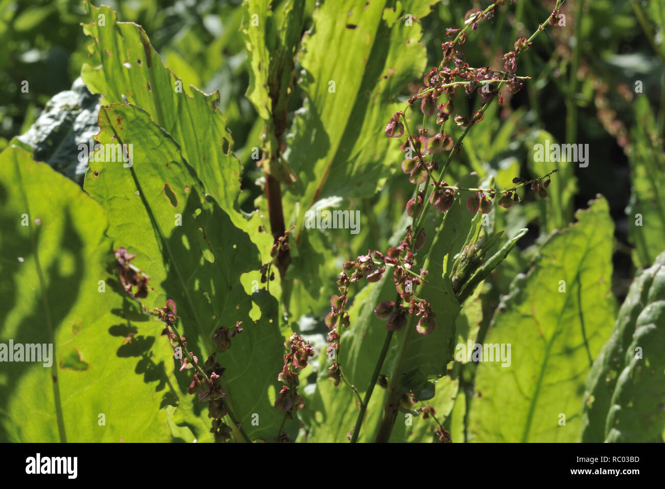 Wiesen-Sauerampfer, Rumex acetosa | Rumex acetosa, Common or Garden sorrel Stock Photo