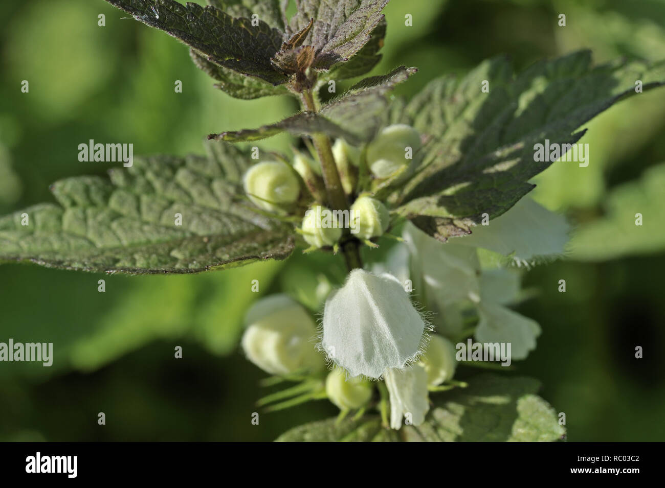 Weiße Taubnessel, Laminium album, Bienensaug, Blumennnessel, Tote Nessel, Kuckucksnesseö | Laminium album Stock Photo