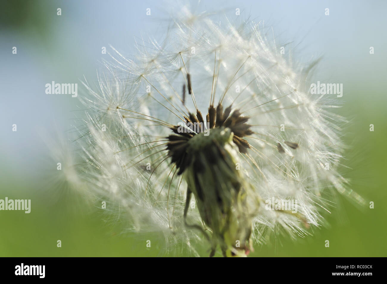 Pusteblume, Löwenzahn, Taraxacum albidum | Taraxacum albidum Stock Photo