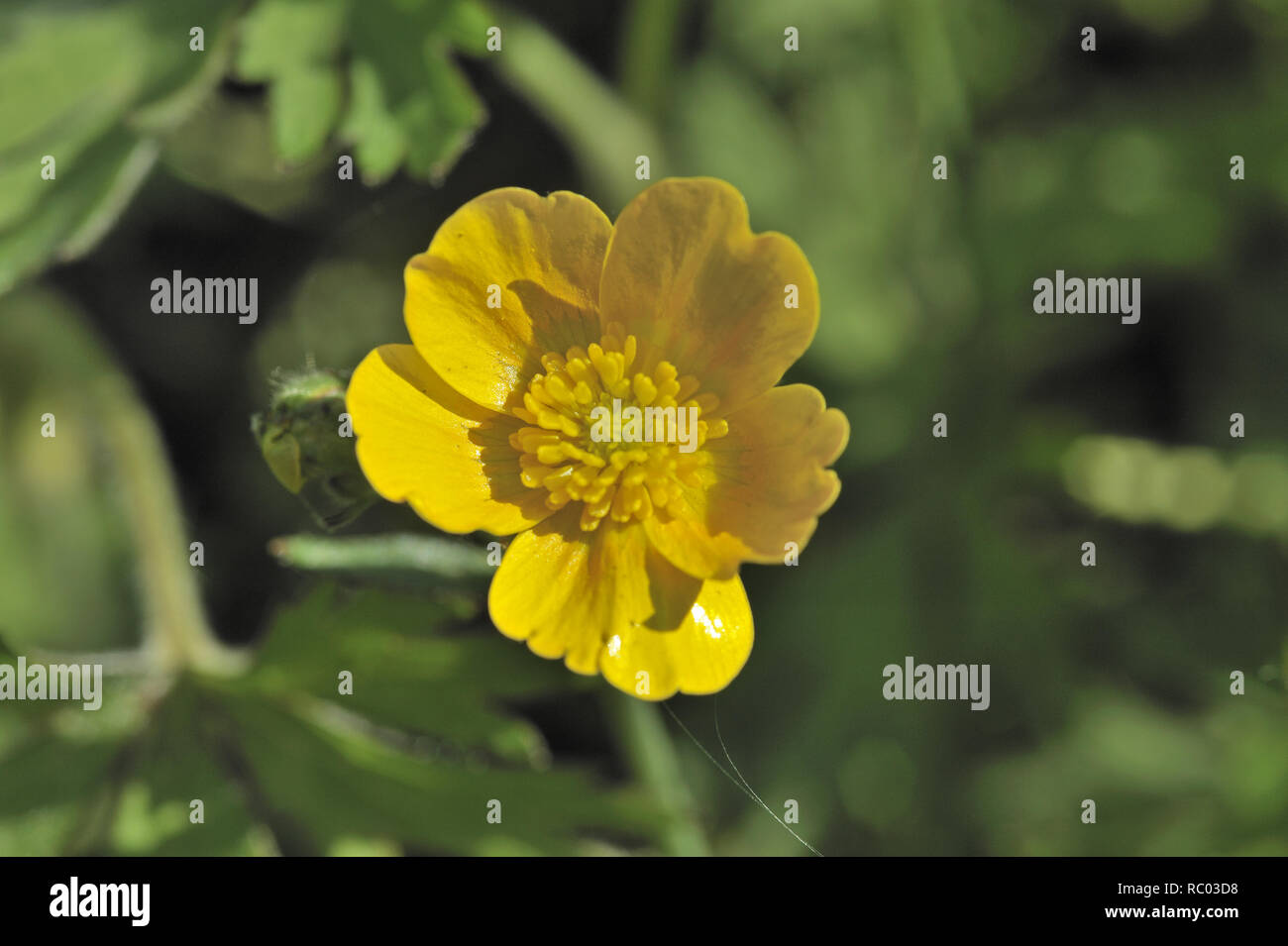 Butterblume High Resolution Stock Photography and Images - Alamy