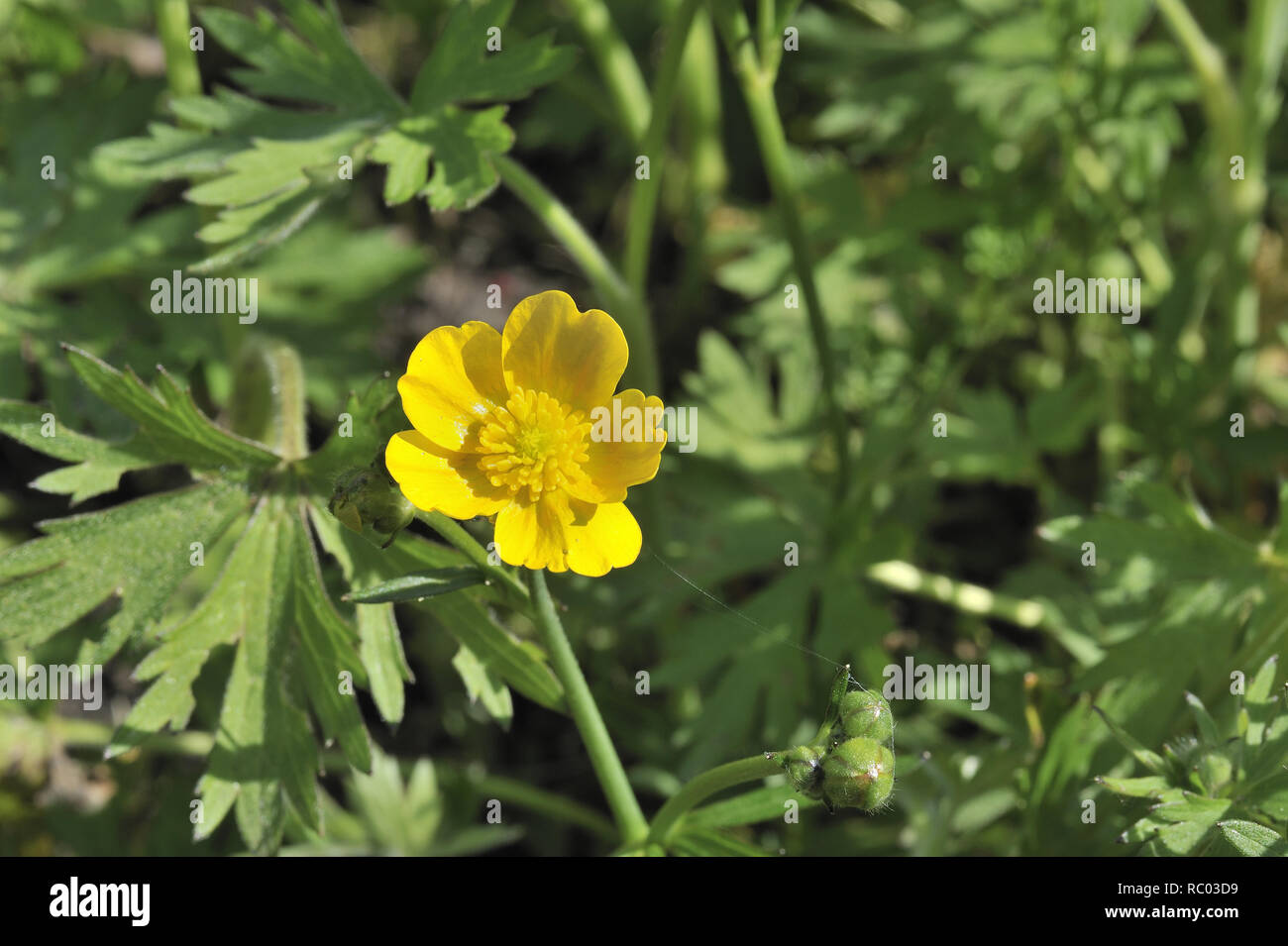 Scharfe Hahnenfuß, Ranunculus acris, Butterblume, Brennkraut, gichtkraut, Gilberich, Hahnentritt, Schmalzblume | Ranunculus acris Multiplex, common bu Stock Photo