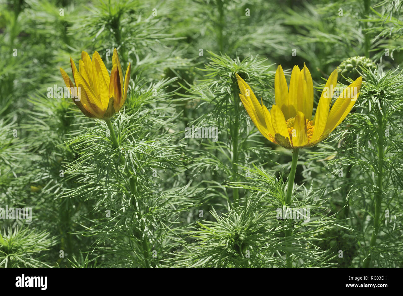 Adonisröschen, Adonis vernalis | Adonis vernalis, Yellow Pheasant's Eye or False Hellebore Stock Photo