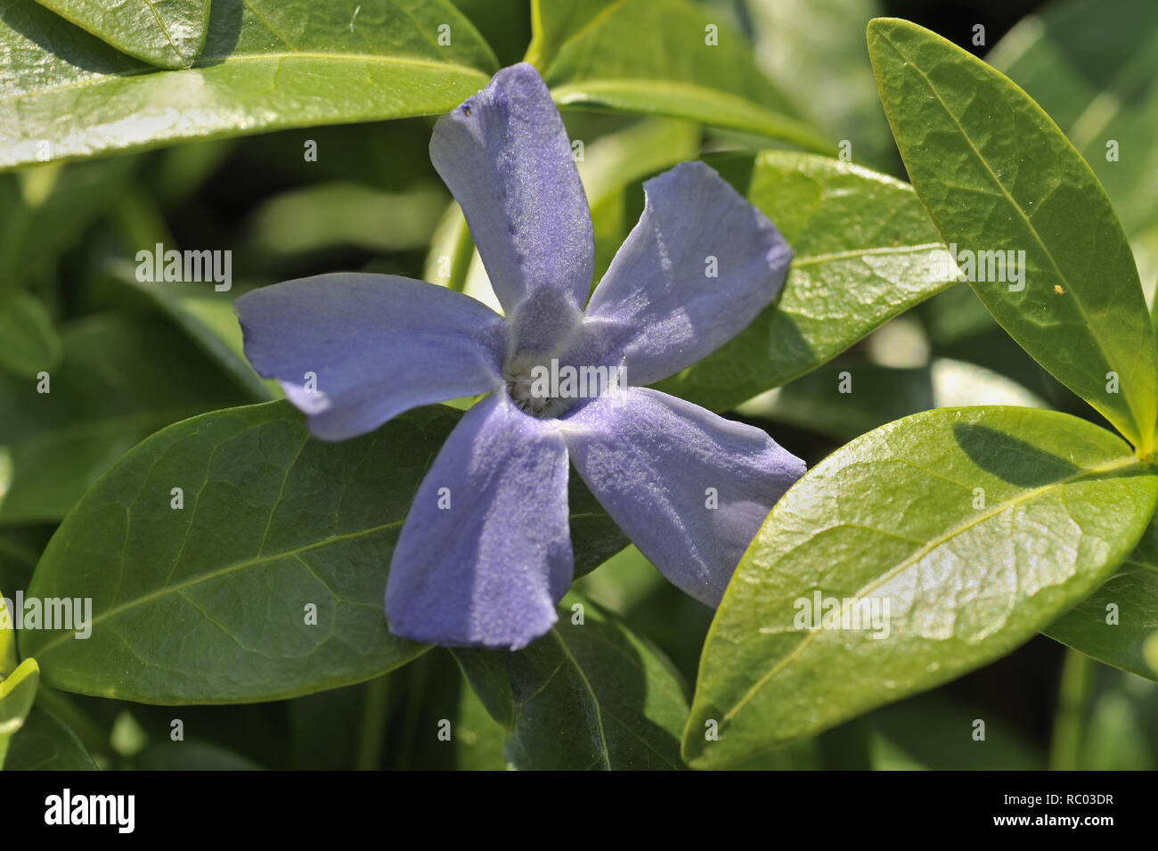 Kleines Immergrün, Vinca minor Lesser periwinkl, Vinca minor Stock