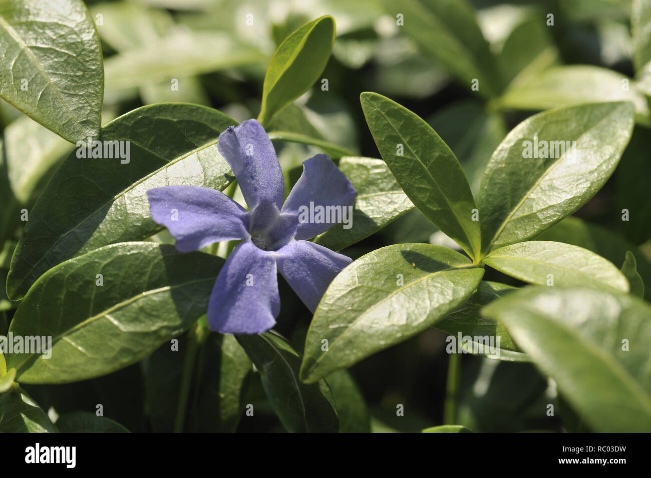 Kleines Immergrün, Vinca minor Lesser periwinkl, Vinca minor Stock
