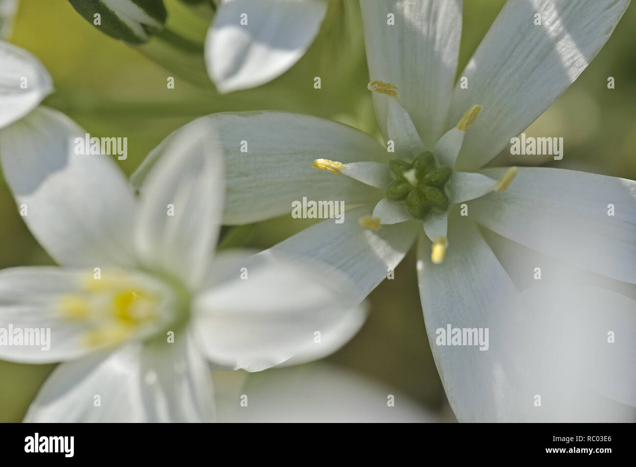 Liliengewachs hires stock photography and images Alamy