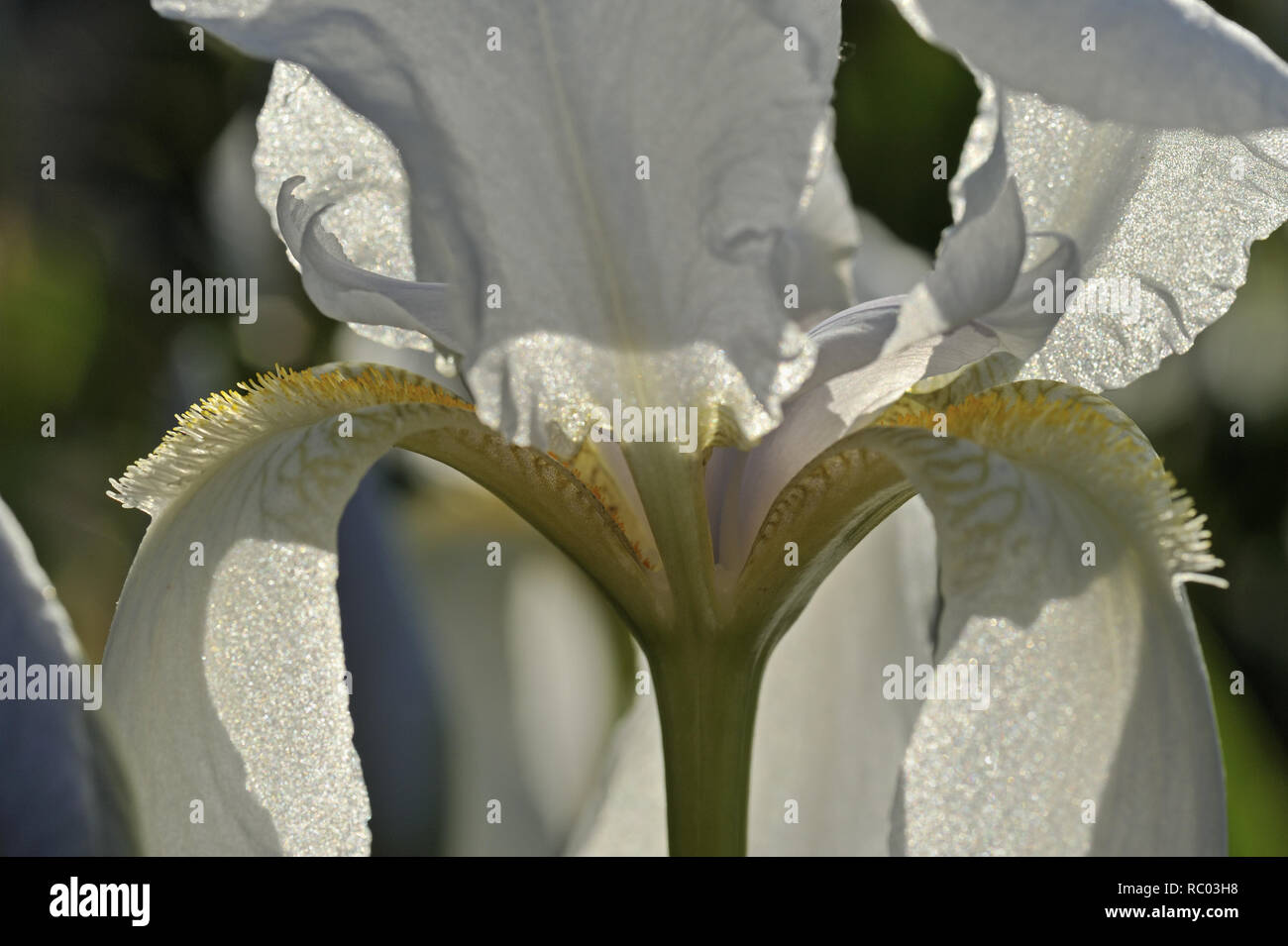 weiße Schwertlilie, Iris Germanicus | Iris Germanicus Stock Photo