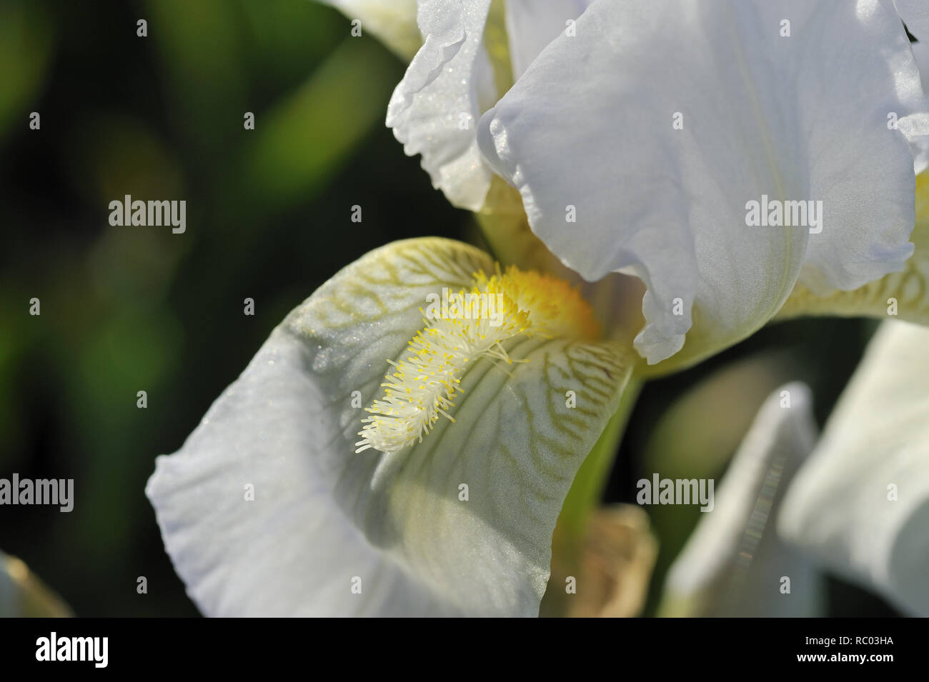 weiße Schwertlilie, Iris Germanicus | Iris Germanicus Stock Photo