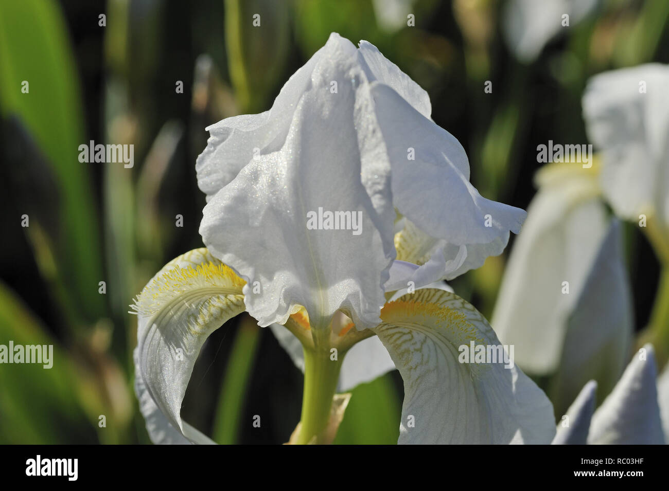 weiße Schwertlilie, Iris Germanicus | Iris Germanicus Stock Photo