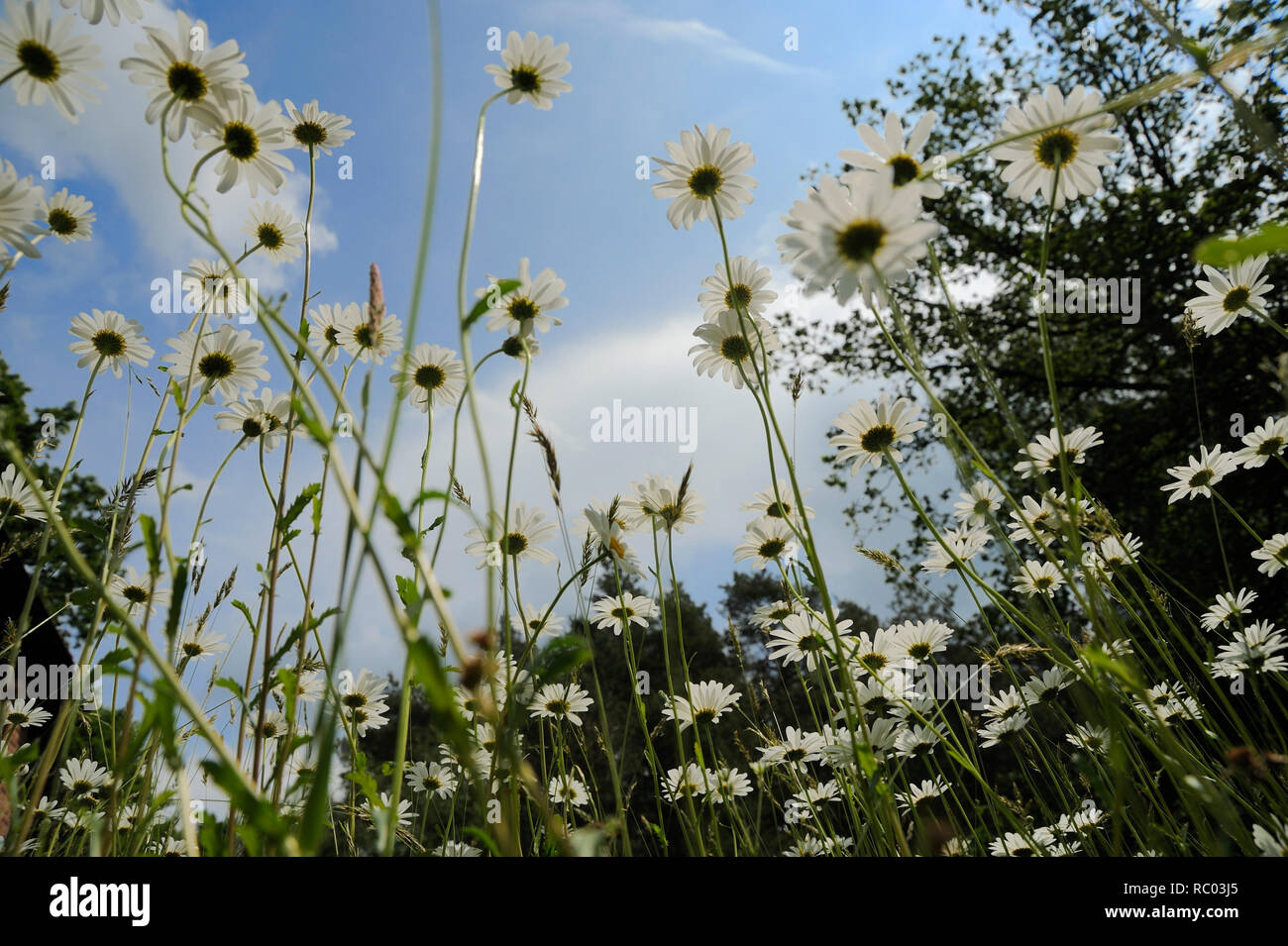Wiese mit Margeriten | meadow with  oxeye daisy, margherites Stock Photo