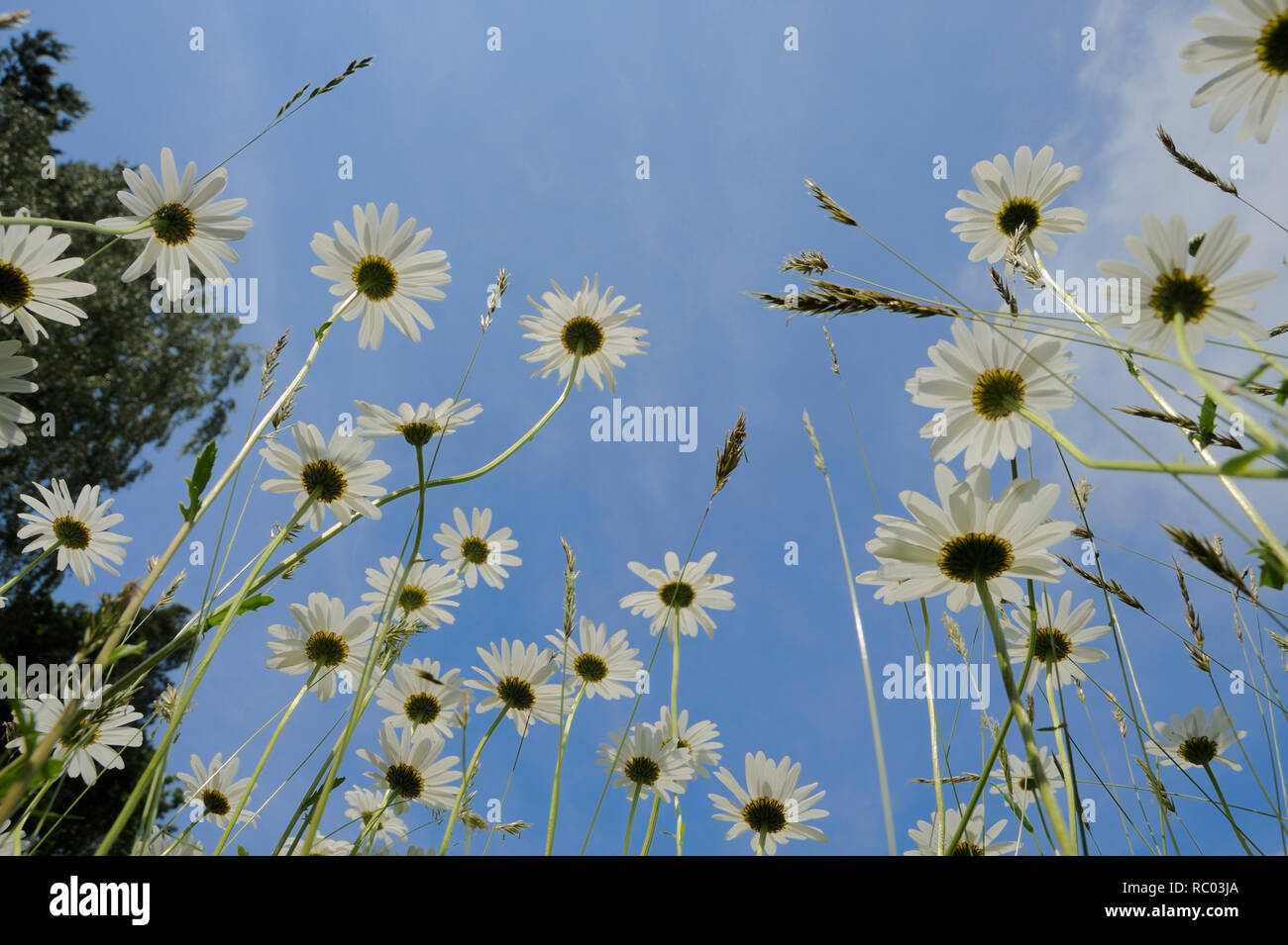 Wiese mit Margeriten | meadow with  oxeye daisy, margherites Stock Photo