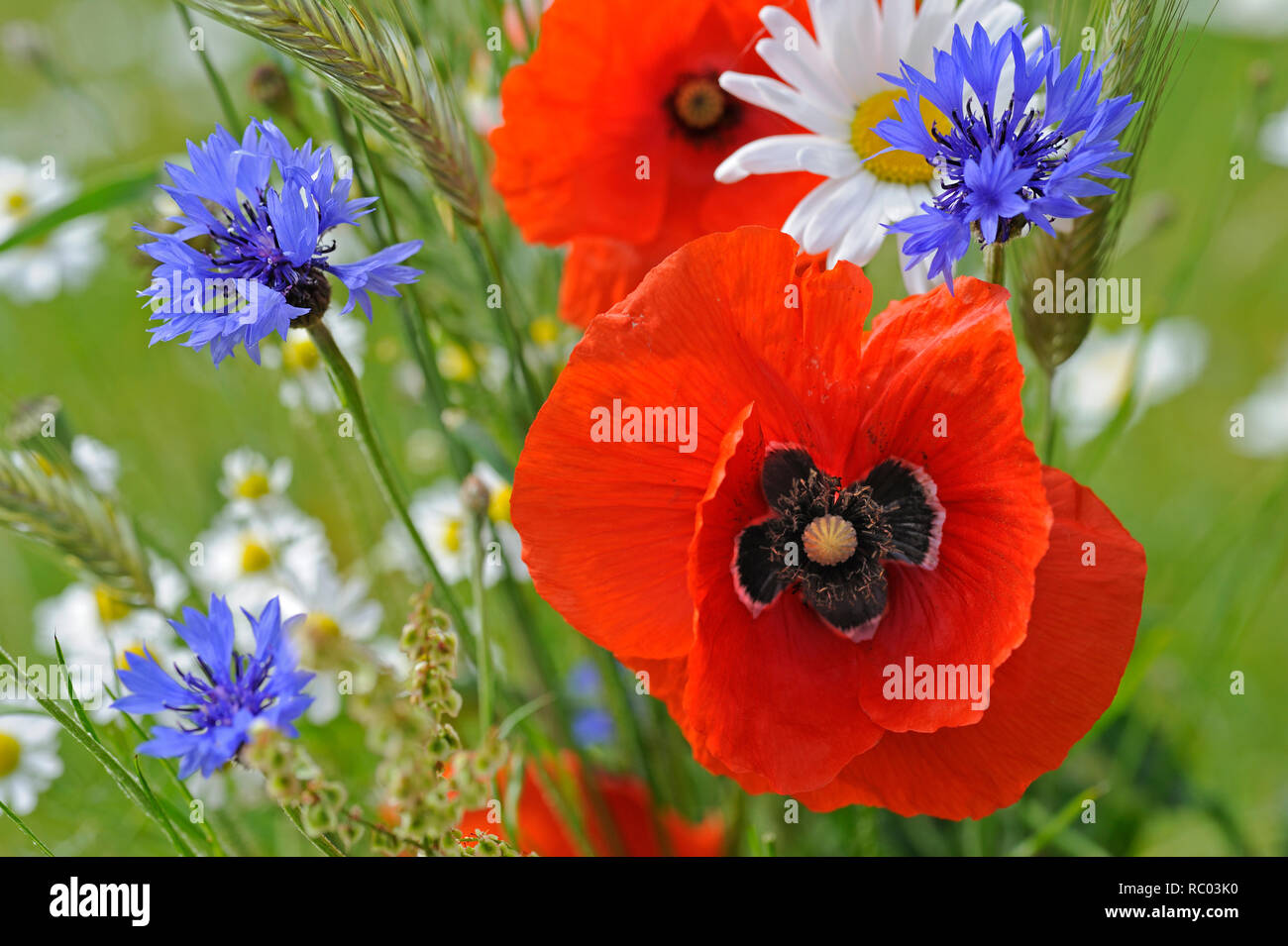 Blumenwiese mit Mohnblumen, Kornblumen und Margeriten Stock Photo