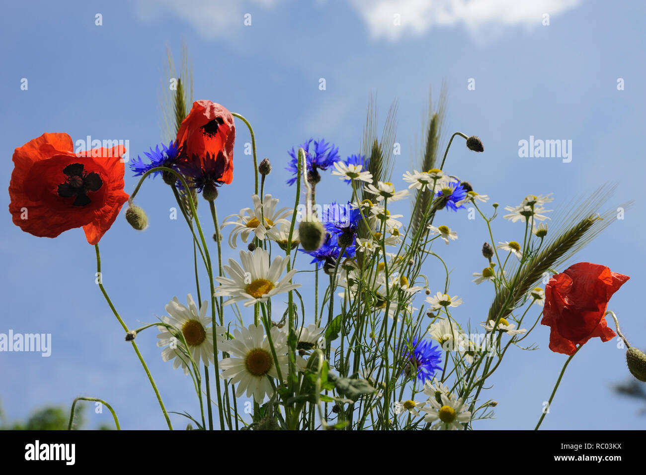 Blumenwiese mit Mohnblumen, Kornblumen und Margeriten Stock Photo