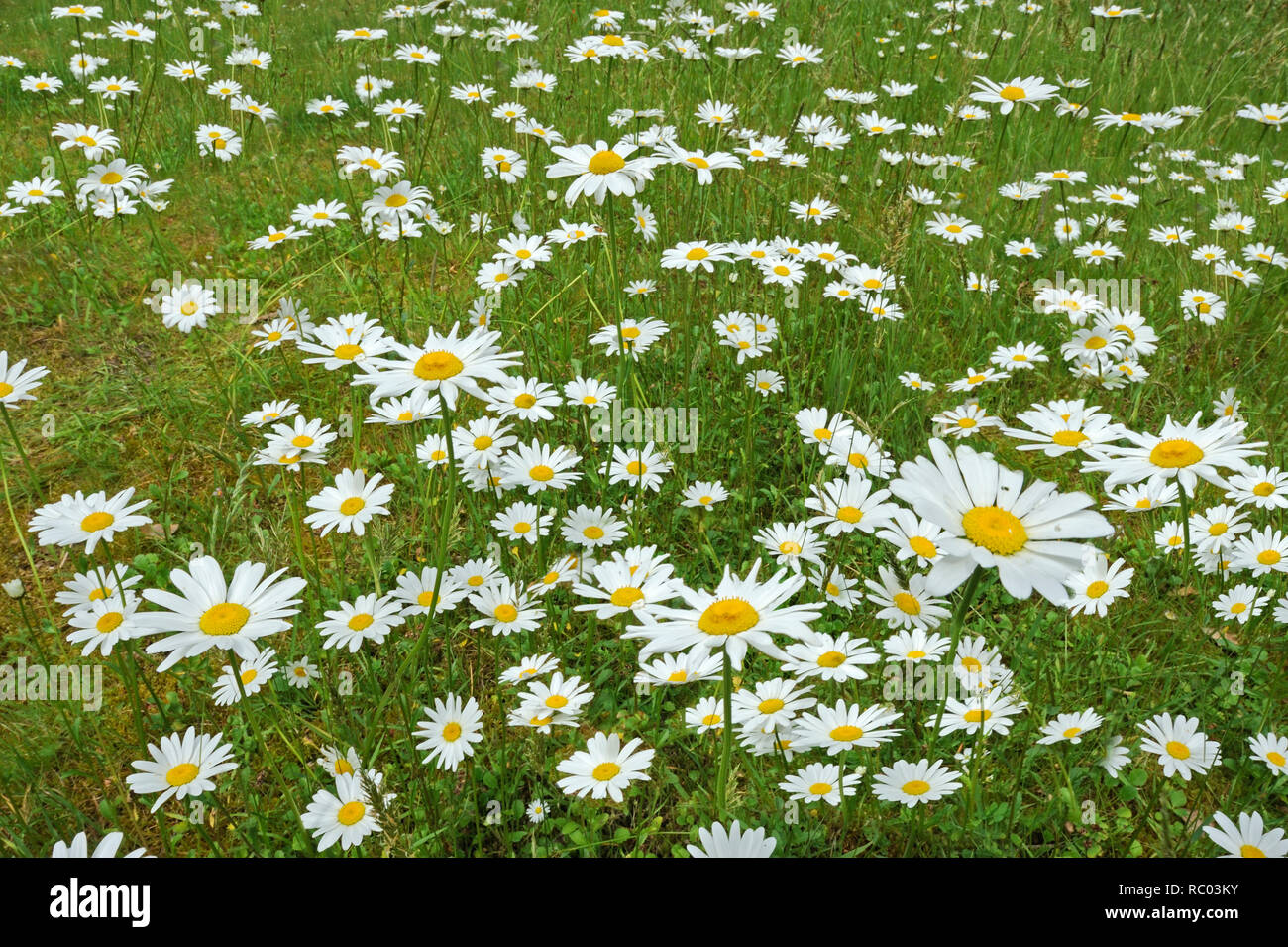 Wiese mit Margeriten | meadow with  oxeye daisy, margherites Stock Photo