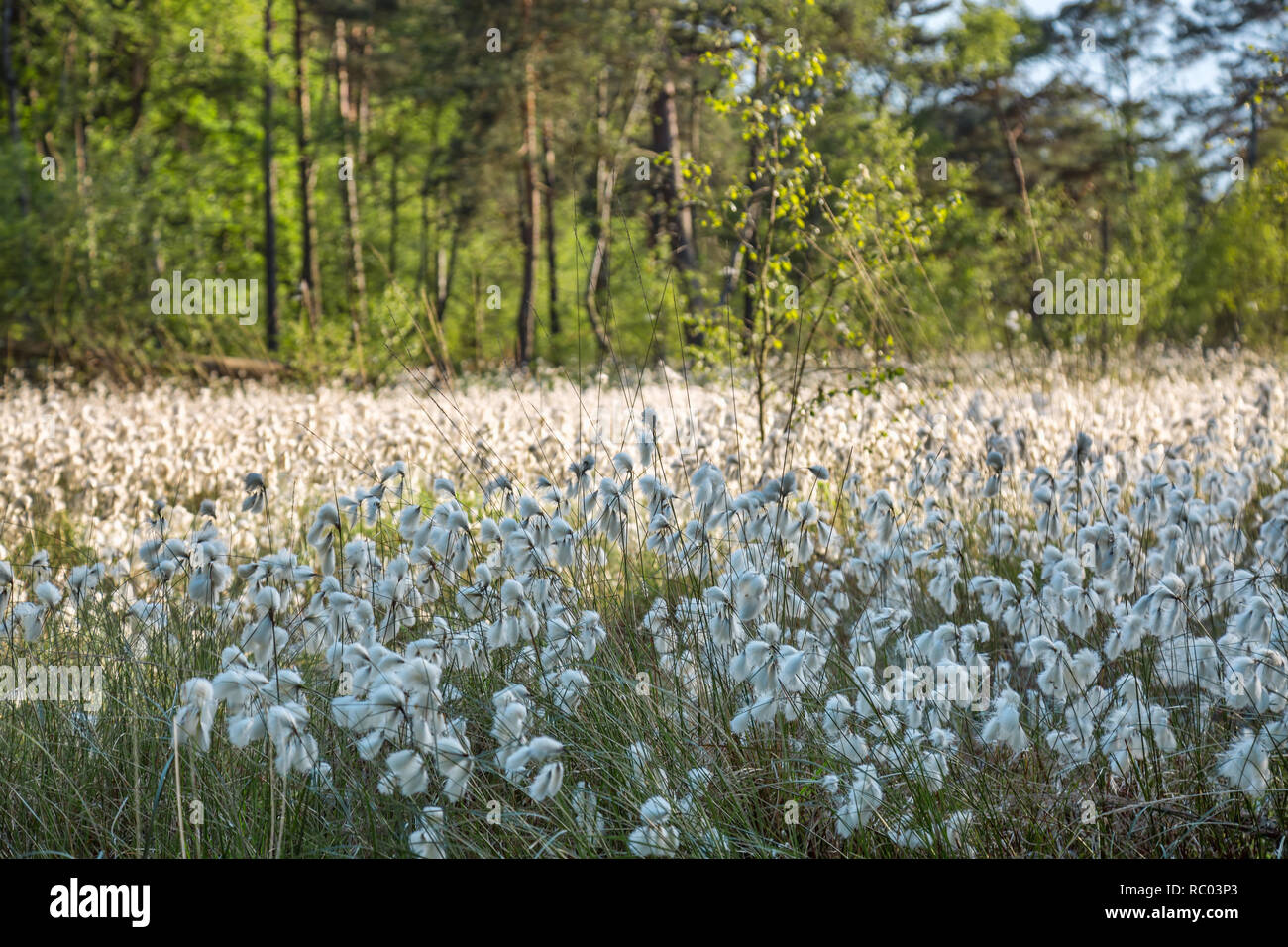 Blooming cotton grass in the wetland Stock Photo