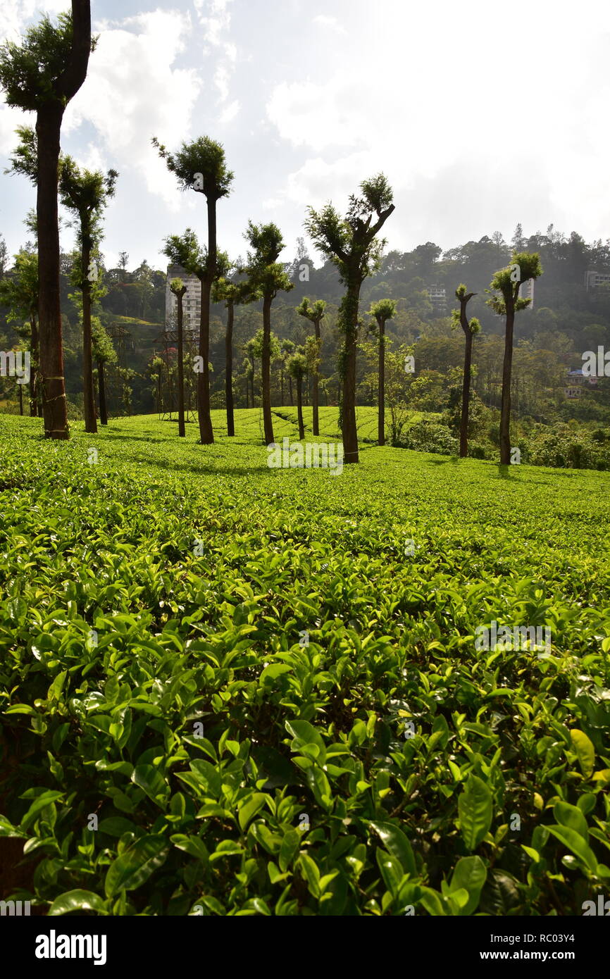 Tea Garden, Munnar, Kerala, India Stock Photo - Alamy