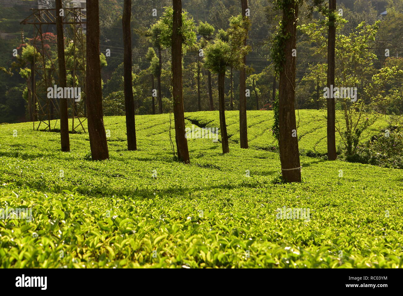 Tea Garden, Munnar, Kerala, India Stock Photo - Alamy