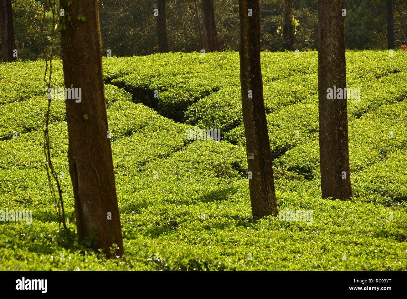Tea Garden, Munnar, Kerala, India Stock Photo - Alamy