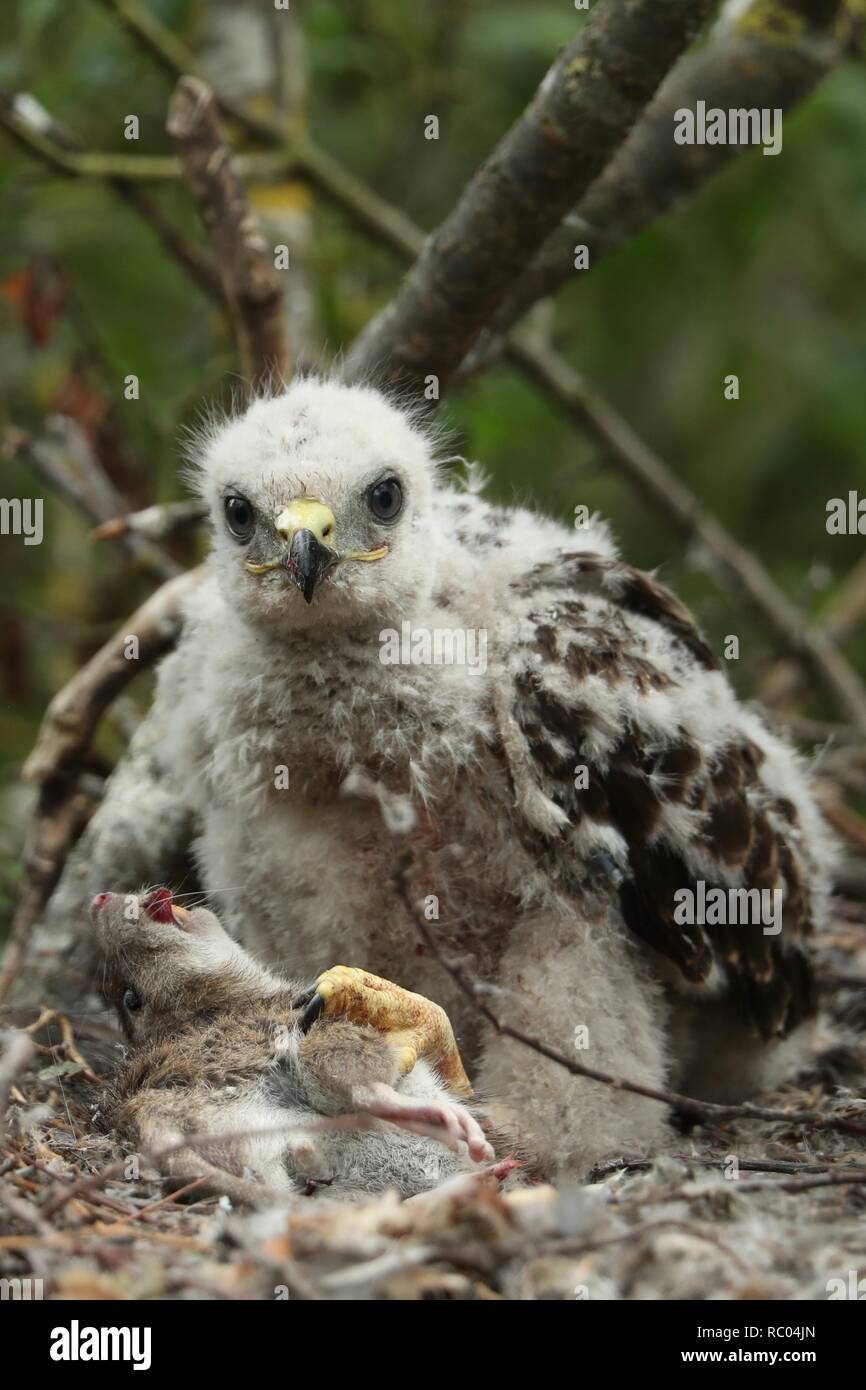 Buzzard chick hi-res stock photography and images - Alamy