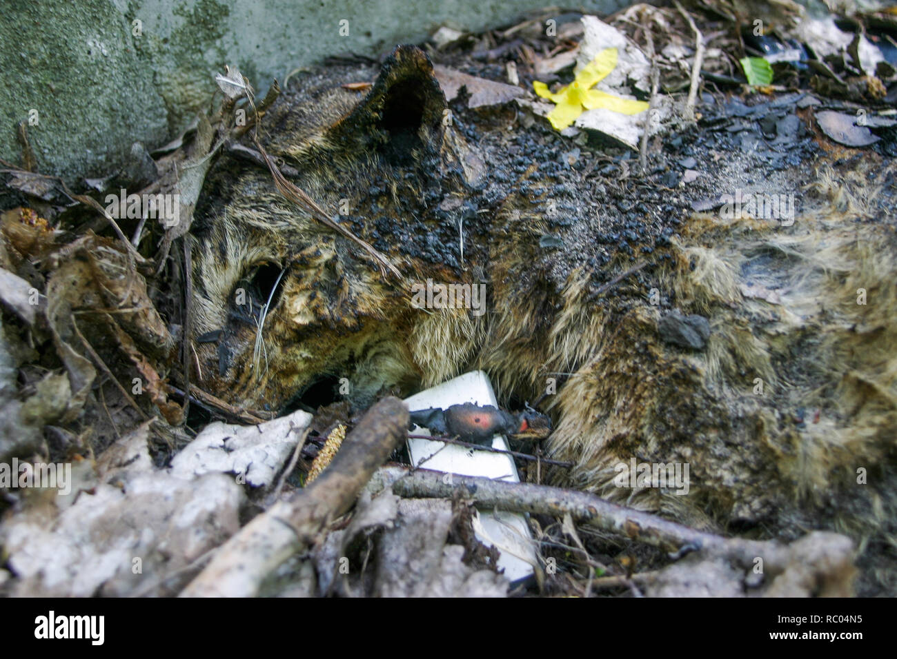 Carrion of cat laying in a gutter, Prenzlauerberg district, Berlin, Germany Stock Photo