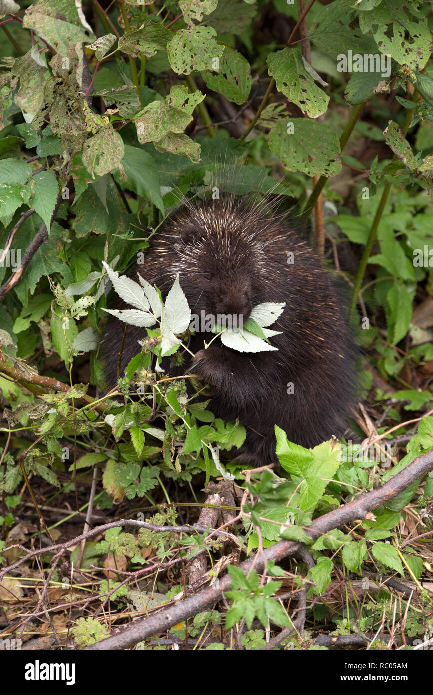 A porcupine forages for food in Forillon National Park on the Gaspé Peninsula of Quebec, Canada. The mammal eats leaves. Stock Photo