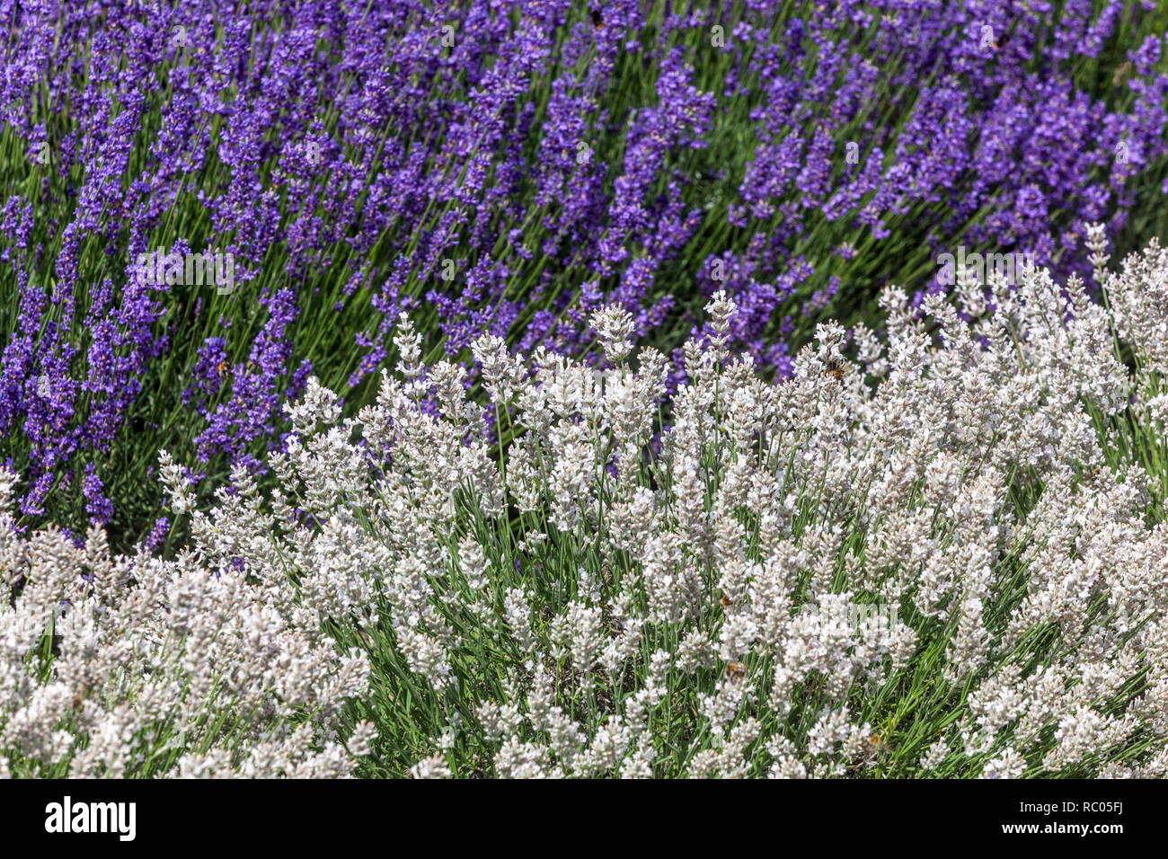 White lavender, Lavandula angustifolia 'Sentivia Silver' and Lavender 'Hidcote Blue', white garden border bee-friendly plants Stock Photo