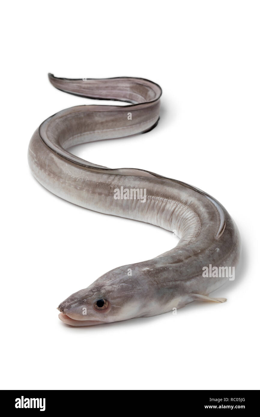 Single fresh raw european conger eel isolated on white background Stock Photo Alamy