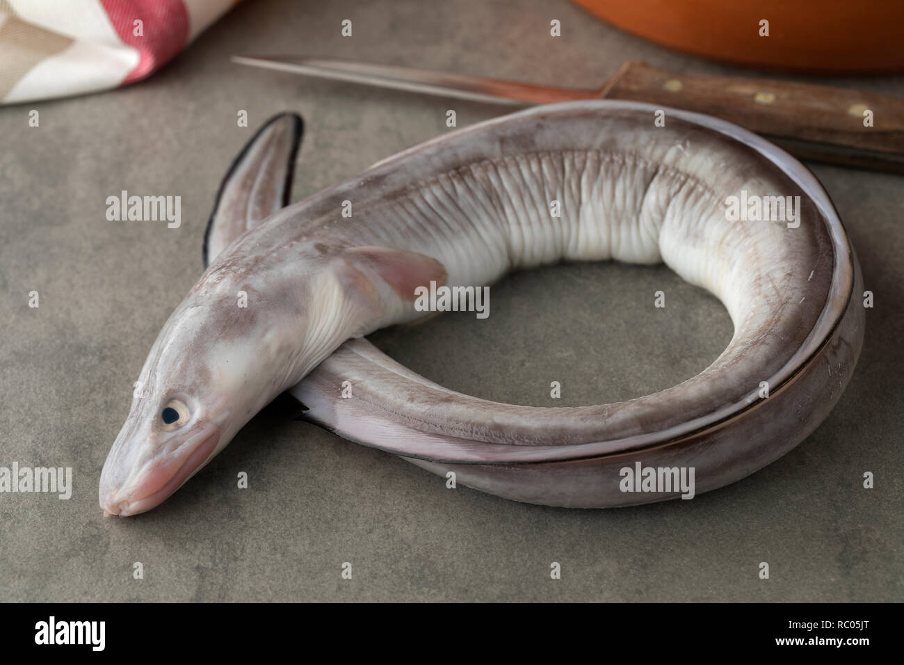 Single fresh raw european conger eel for dinner Stock Photo