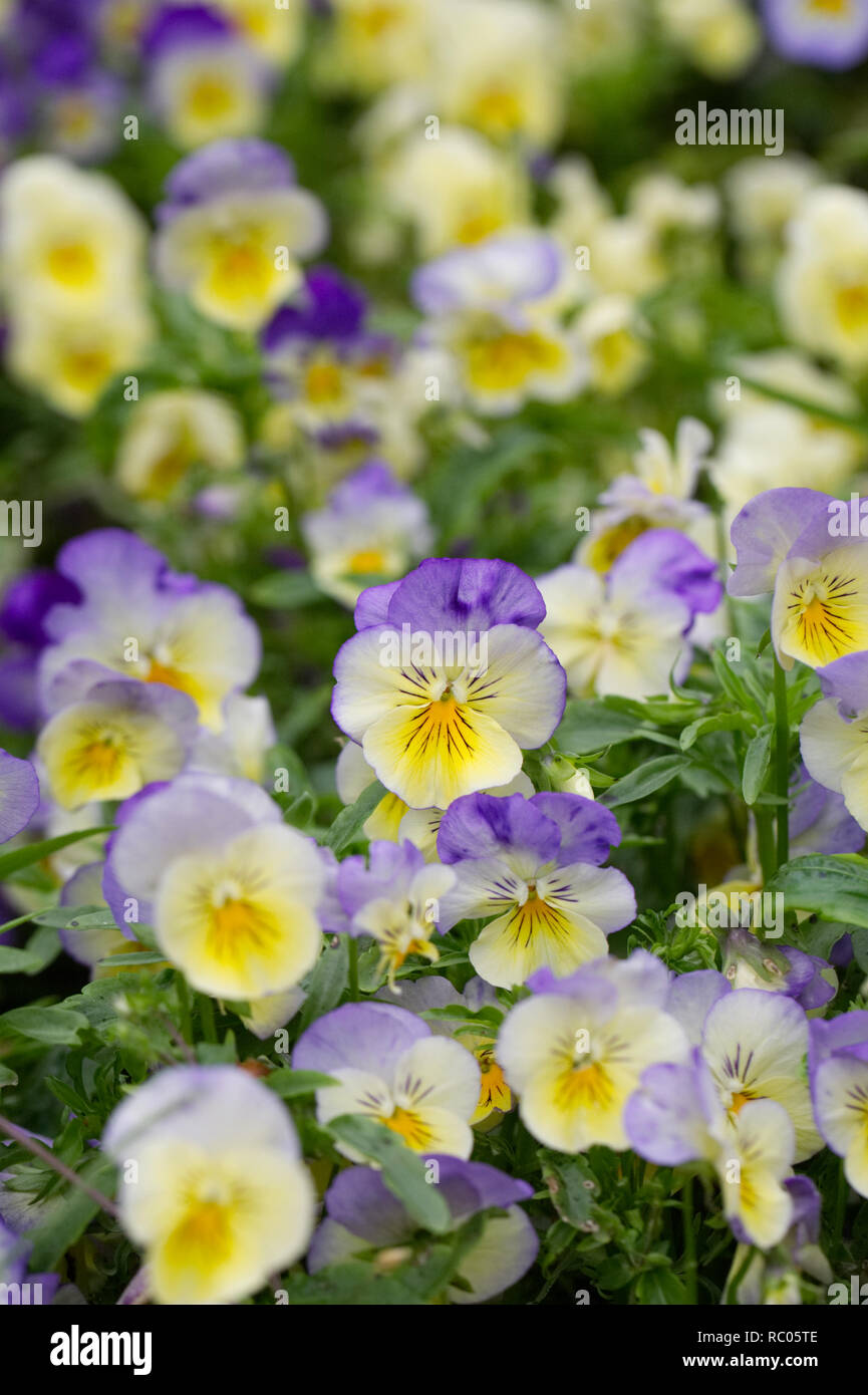 Viola x wittrockiana flowers. Pansy cool wave series. Stock Photo