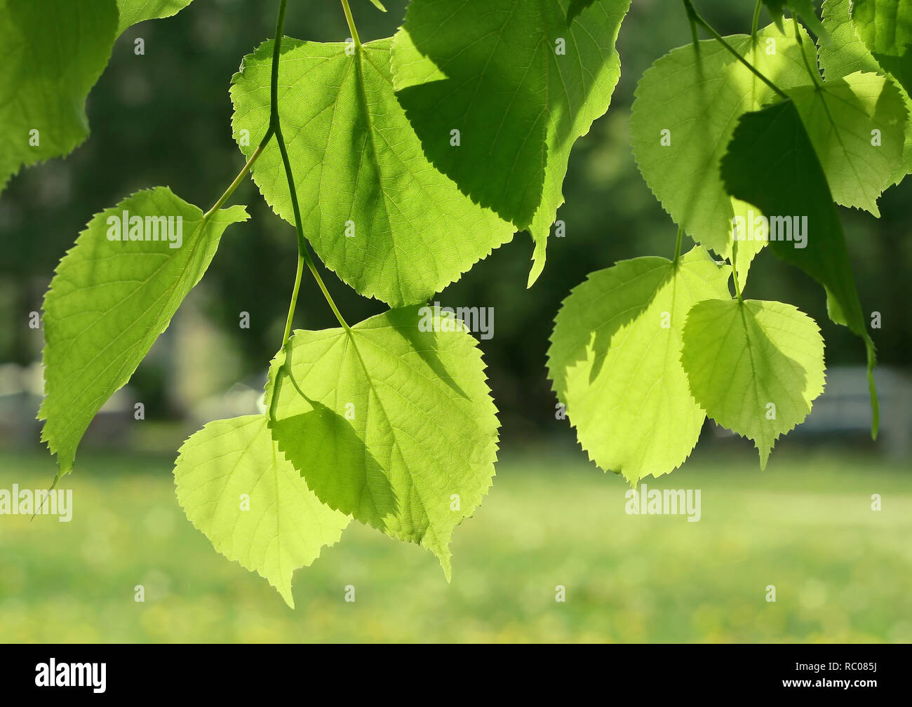 fresh green leaves of linden tree glowing in sunlight Stock Photo - Alamy