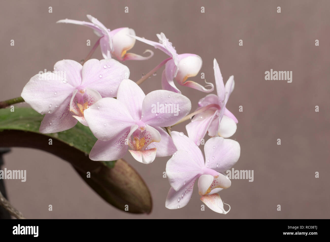 Phalaenopsis orchid flowers on a grey background (butterfly orchid) Stock Photo