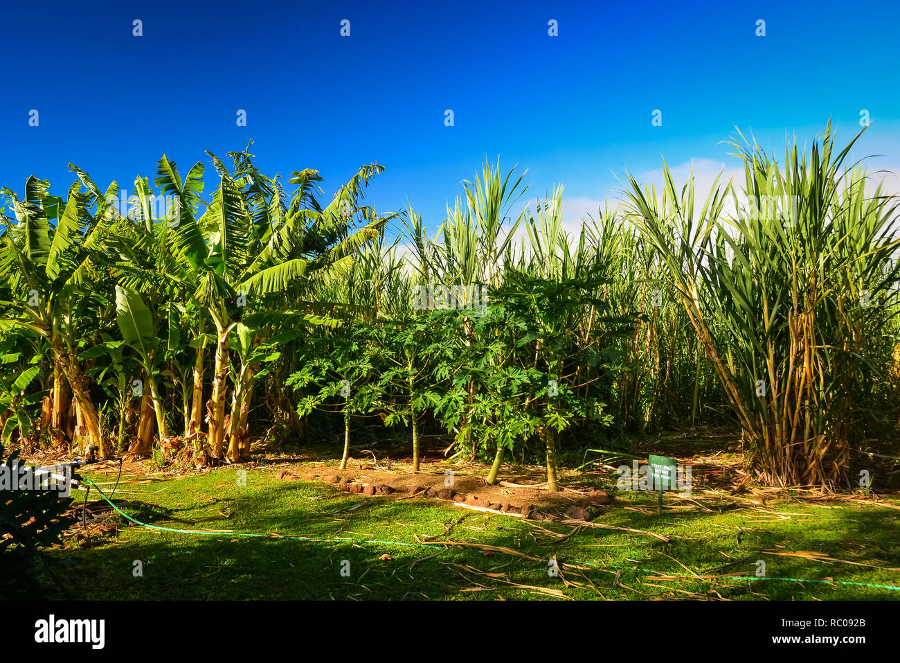 Sugar cane fields on Organic vodka distillery in Maui, Hawaiian islands