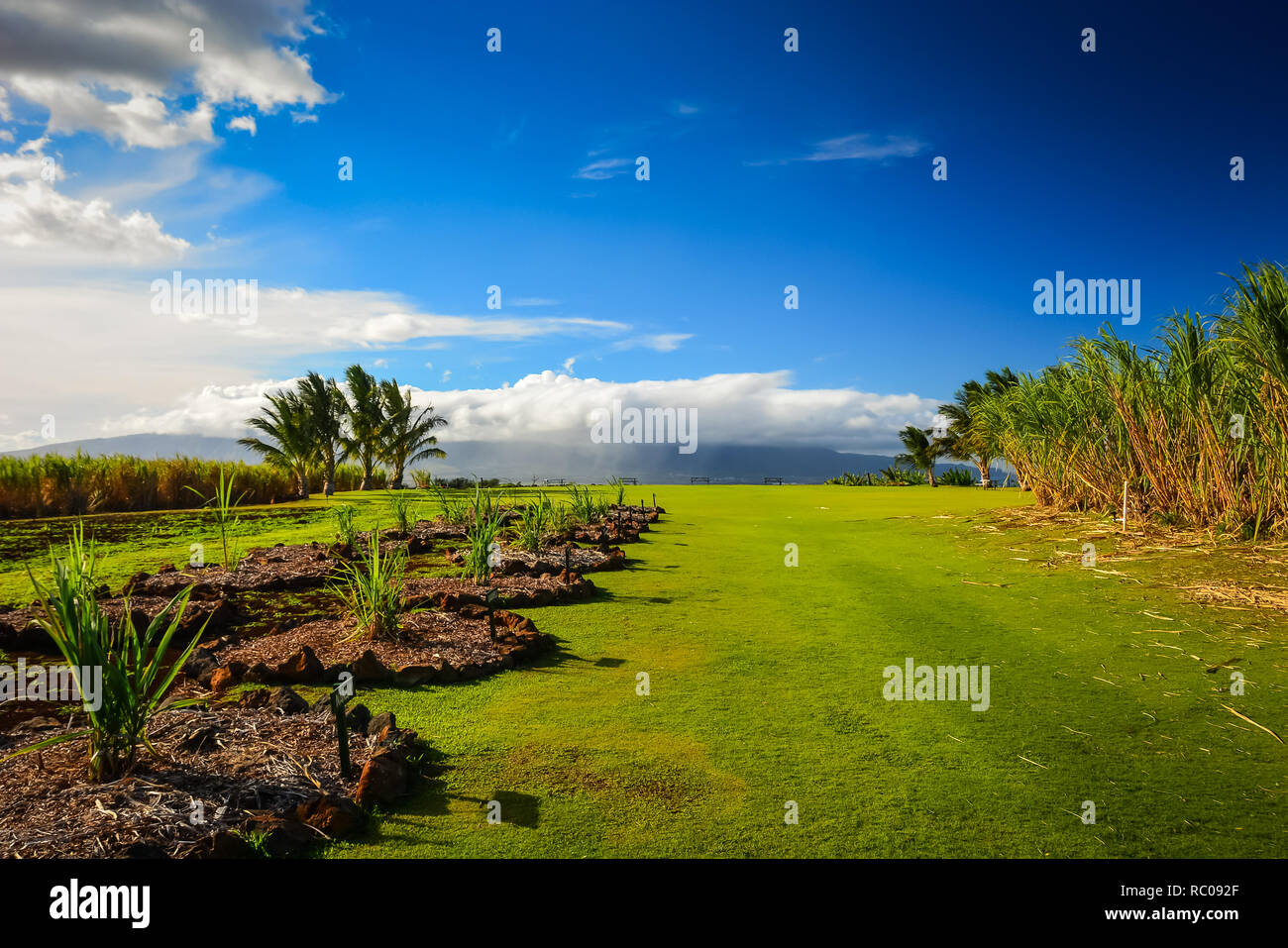 Sugar cane fields on Organic vodka distillery in Maui, Hawaiian islands
