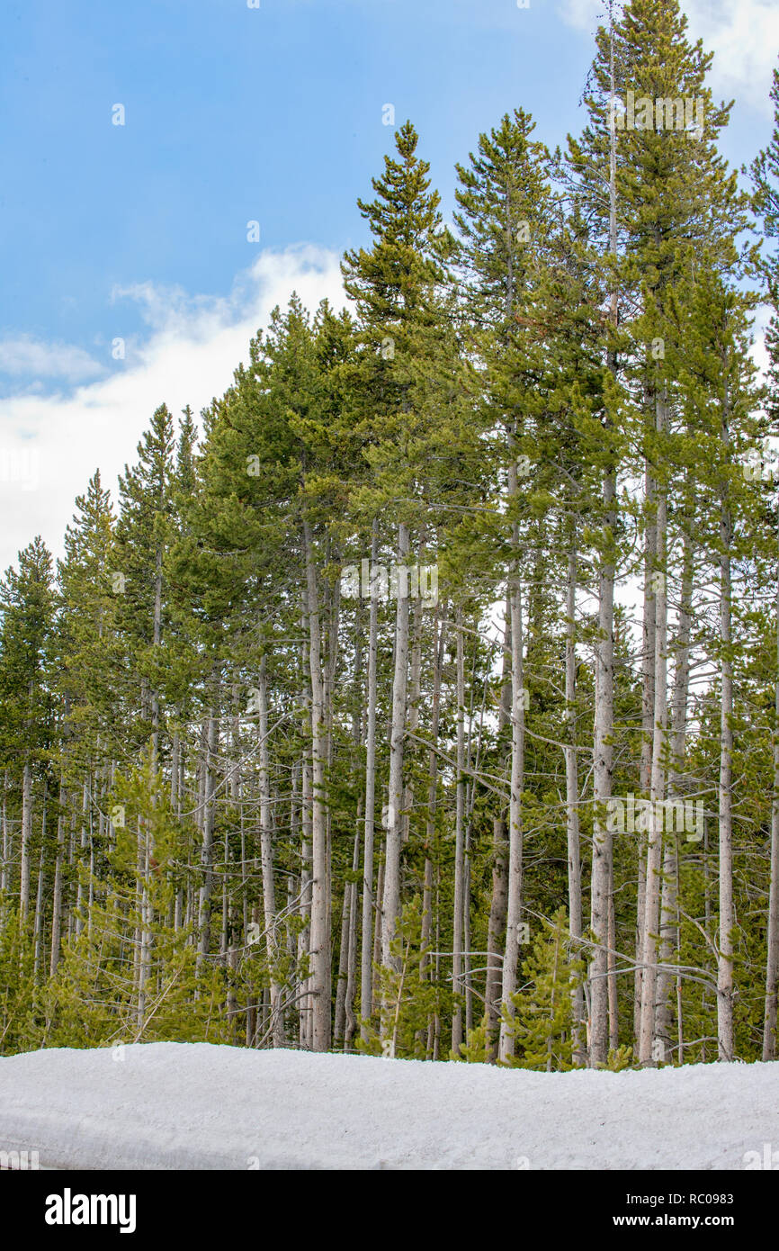 Lodgepole forest hires stock photography and images Alamy