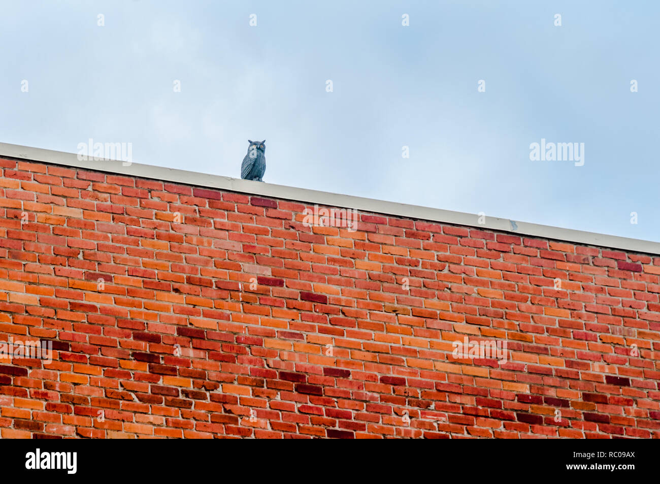 Owl looks realistic but mice need not worry: it's a fake owl on the roof of a tall brick building in Calgary, Alberta, Canada. Stock Photo