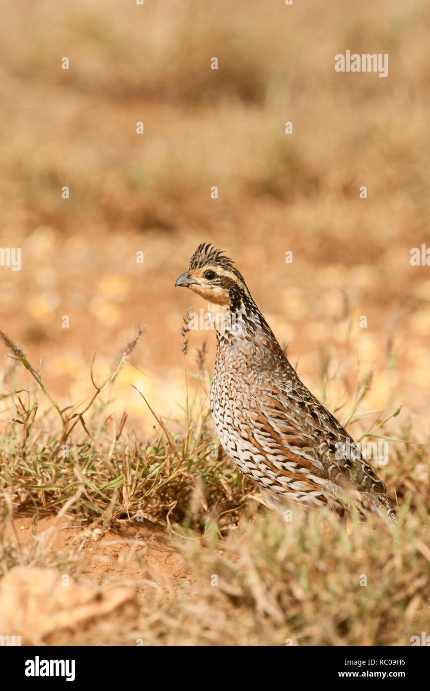 Linn, Texas, USA.  Female Northern Bobwhite (Colinus virginianus) walking in the grass. Stock Photo