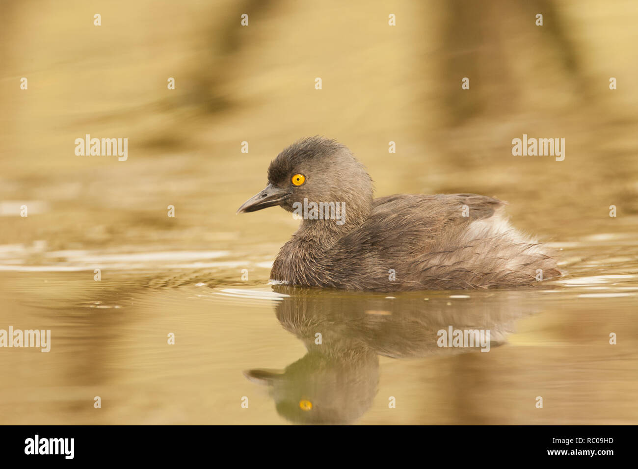 Linn, Texas, USA.  Least Grebe (Tachybaptus dominicus) swimming in a pond. Stock Photo