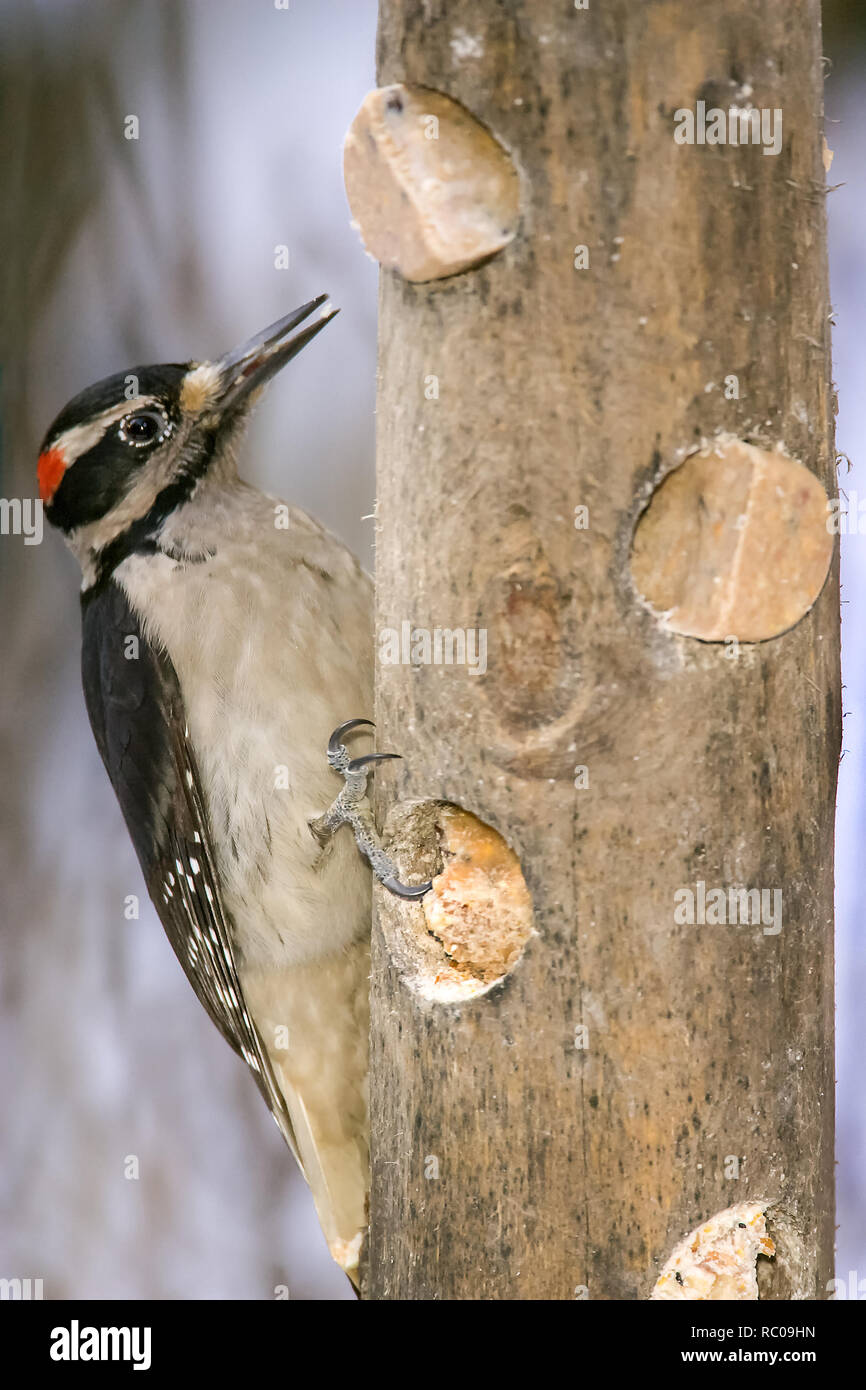 Male Hairy Woodpecker Picoides Villosus Eating From A Log Suet