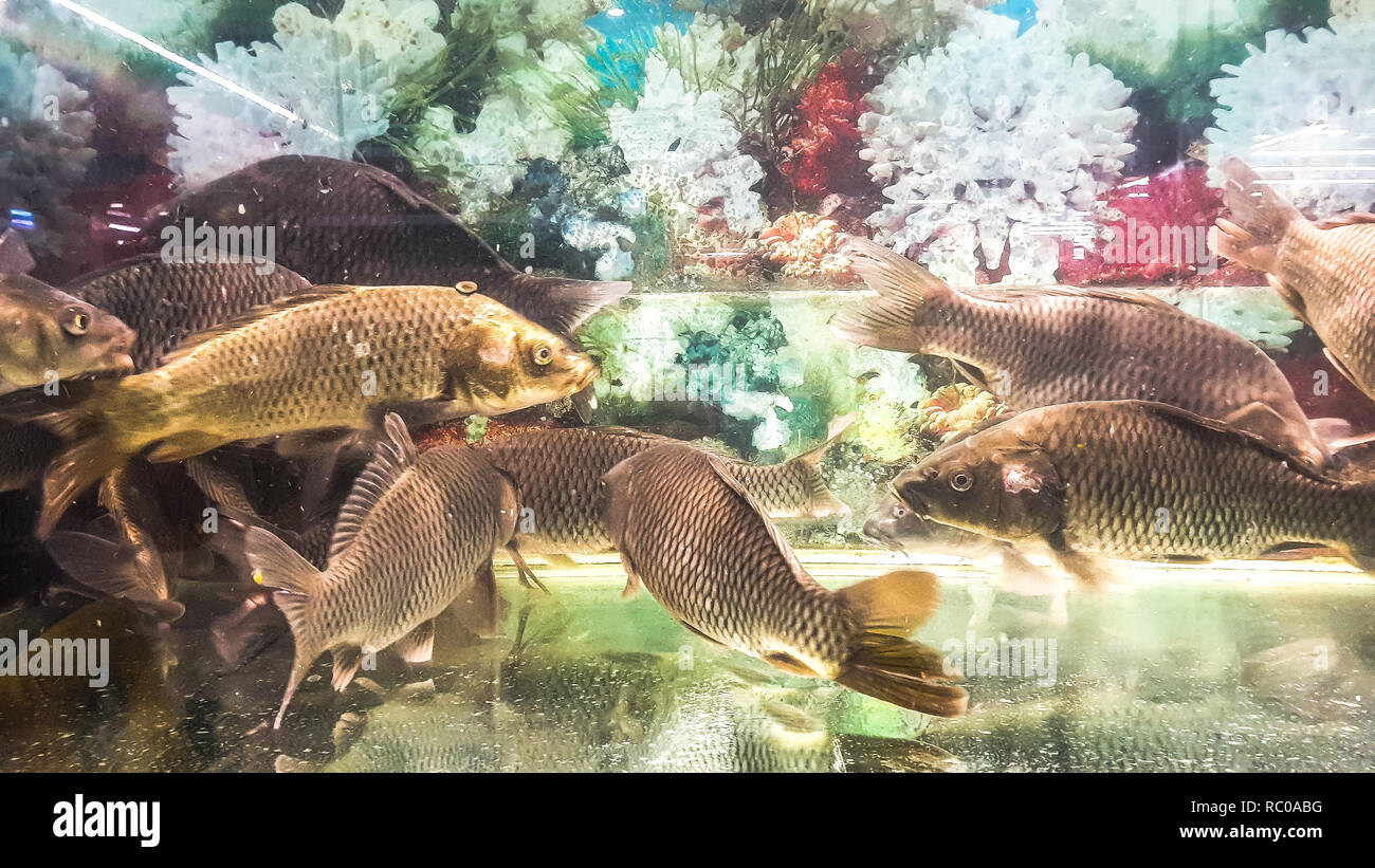 live fish store