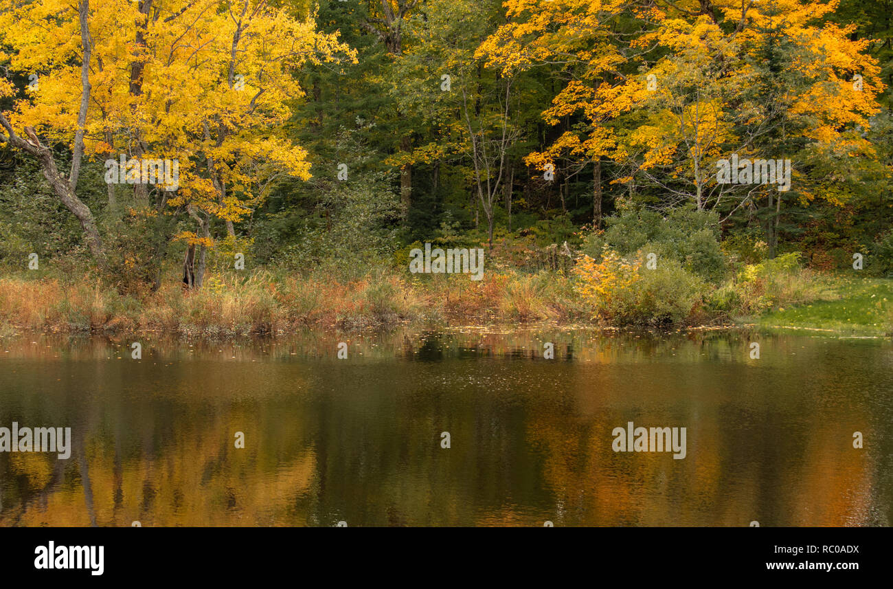 Autumn leaves in the forest reflected in he river in Muskoka Stock Photo