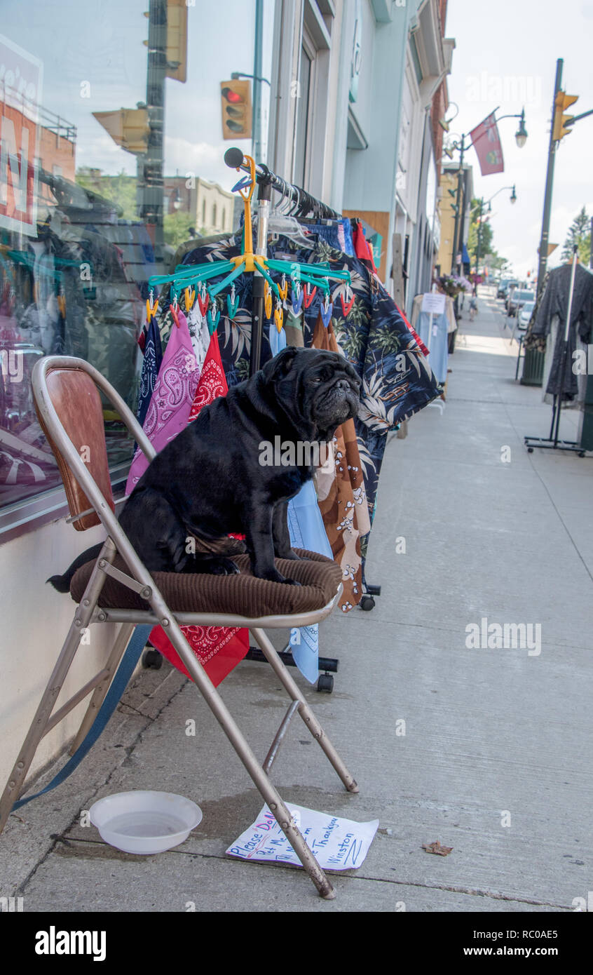 Town pet hi res stock photography and images Alamy