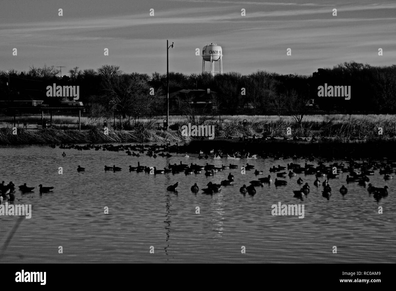 Canada geese Winter Roosting on Lindsey City Park Public Fishing Lake, Canyon, Texas Stock Photo