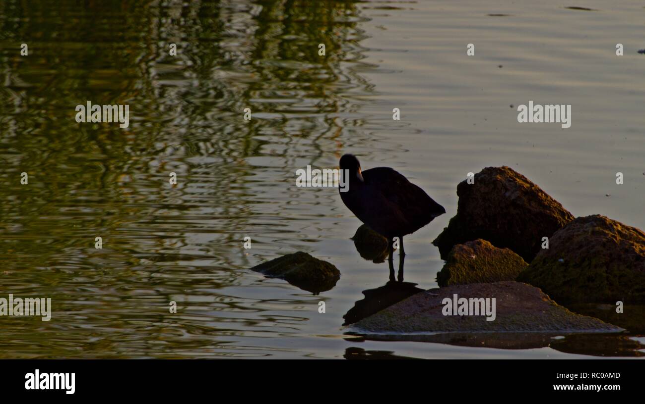 American Coot Standing on Rock Pile in Lindsey City Park Public Fishing
