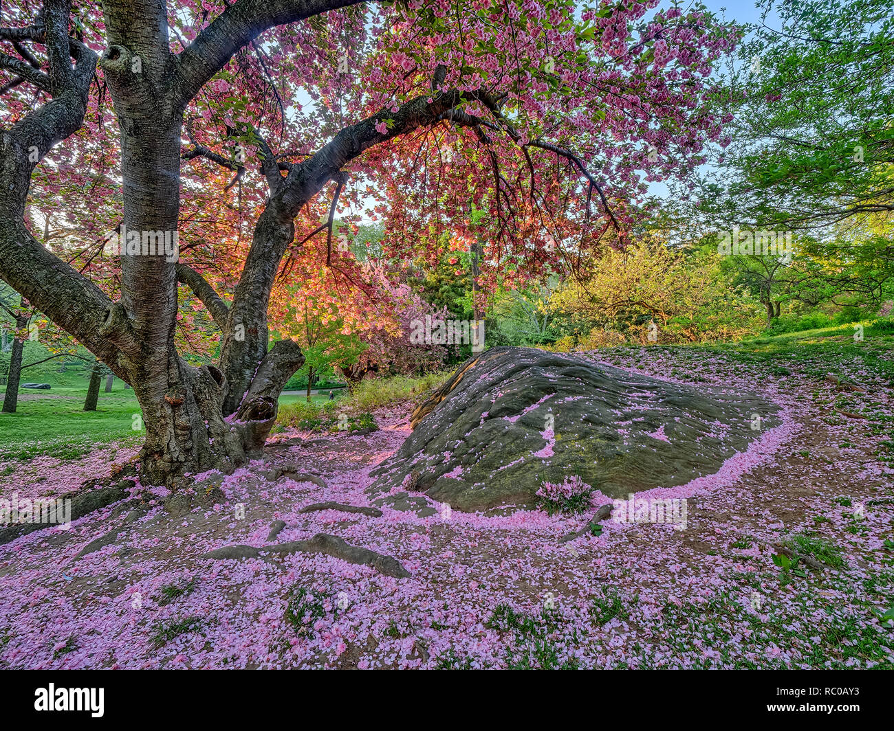 Central Park, Manhattan, New York City in spring Stock Photo - Alamy